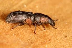 Wax or wane? Insect perspectives on human environmental interactions ...