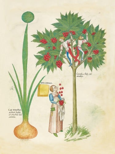 Medieval Plants And Their Uses