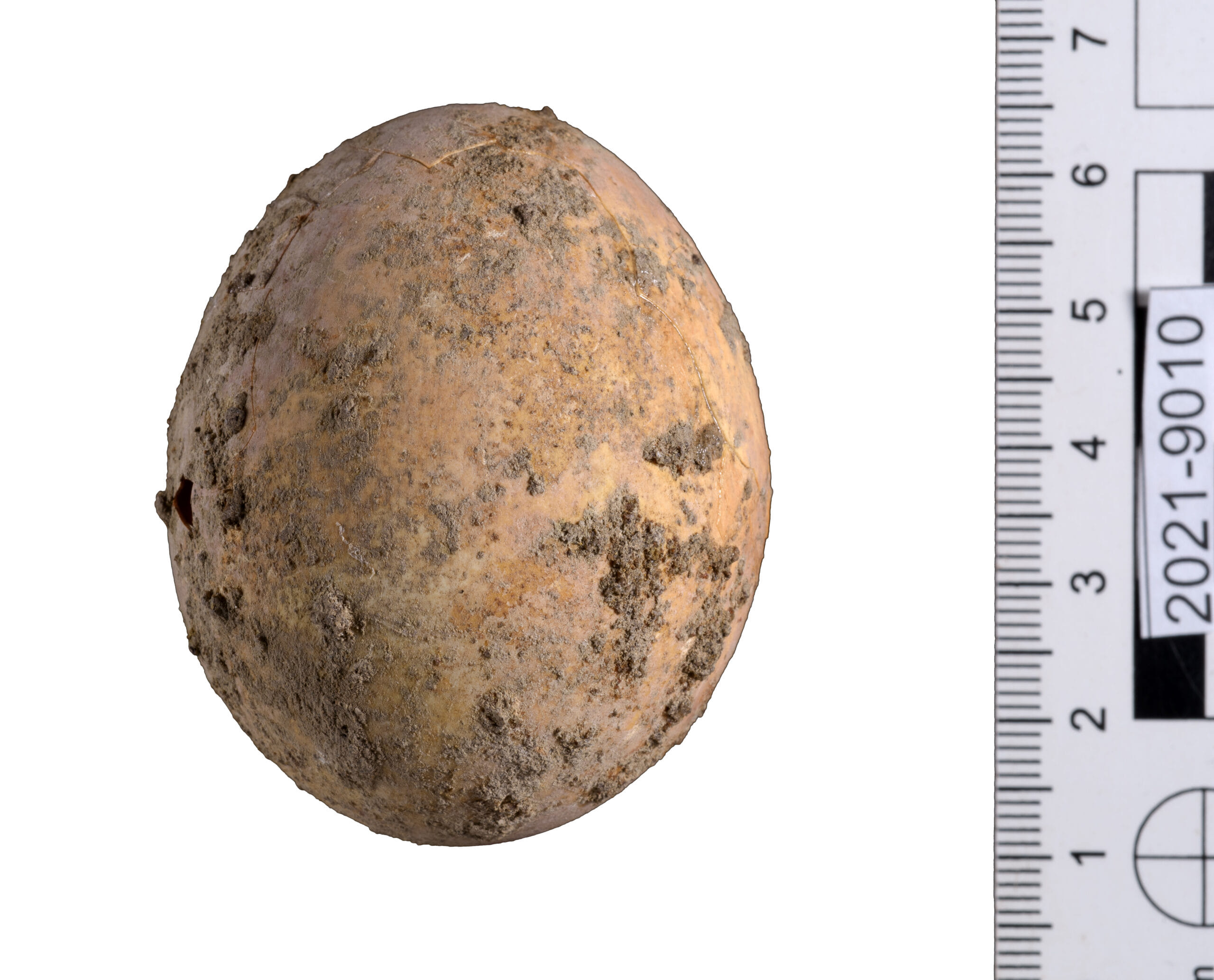 egg 2002年2月号 平成14年 volume64、volume71～74 A 1000-year-old egg - Medievalists.net