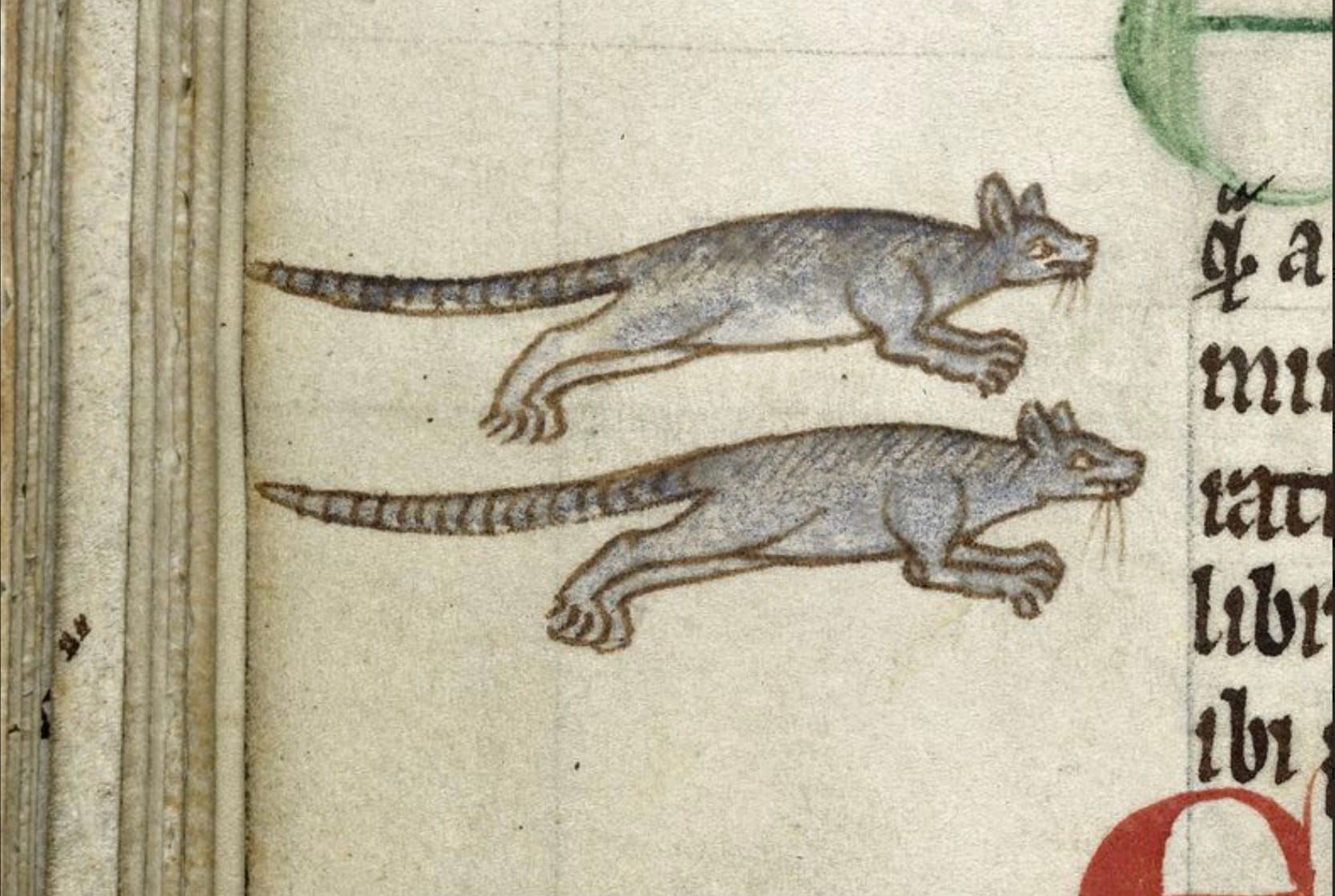 Piper And Rats Musical Retribution: The Medieval Tale of the Pied Piper of Hamelin ...